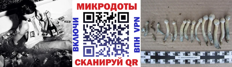 Галлюциногенные грибы Psilocybine cubensis  купить наркотики цена  Петровск 